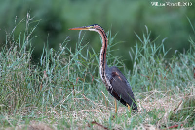 Airone rosso (Ardea purpurea)