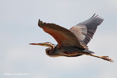 Airone rosso (Ardea purpurea)