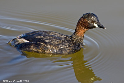 Tufftto  (Tachybaptus ruficollis) 