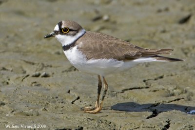 Corrire picclo (Charadrius dubius)