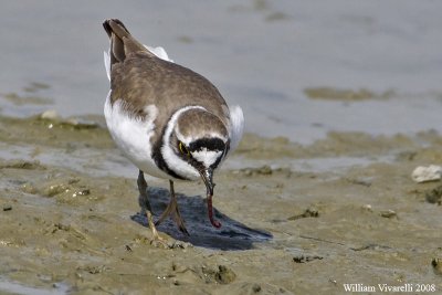 Corrire picclo  (Charadrius dubius)