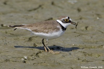 Corrire picclo  (Charadrius dubius)