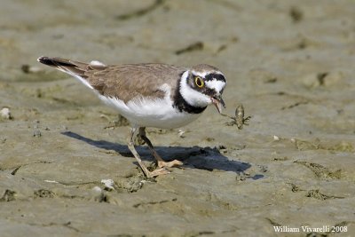 Corrire picclo  (Charadrius dubius)