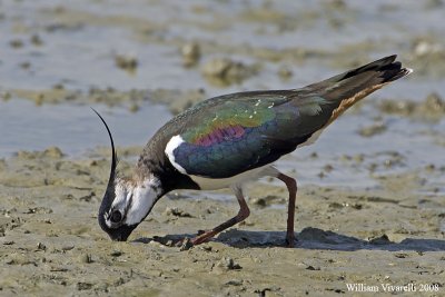 Pavonclla (Vanellus vanellus)  