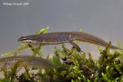 Tritone punteggiato (Triturus vulgaris)