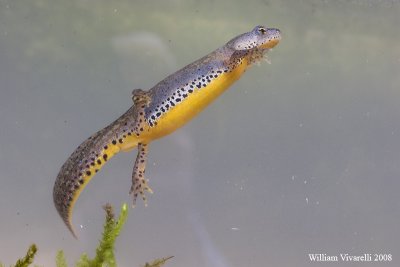 Tritone alpestre (Truturus alpestris)