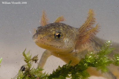 Tritone alpestre (Truturus alpestris)