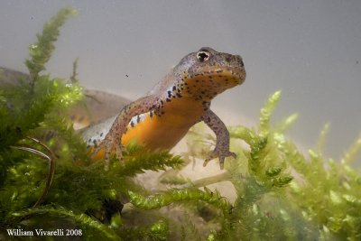 Tritone alpestre (Truturus alpestris)