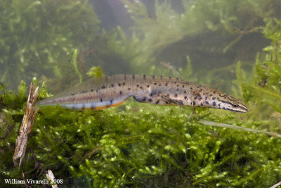 Tritone punteggiato (Triturus vulgaris)