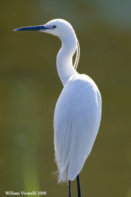 Garztta (Egretta garzetta)