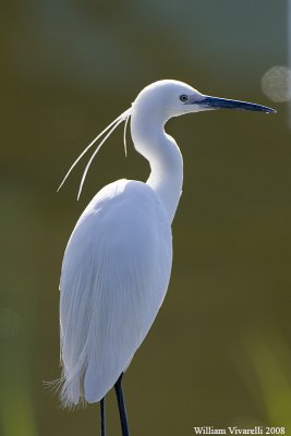 Garztta (Egretta garzetta)  