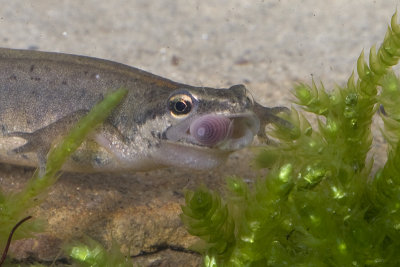 Tritone punteggiato (Triturus vulgaris)