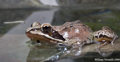 Rana agile  (Rana dalmatina)