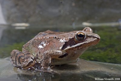 Rana agile  (Rana dalmatina)