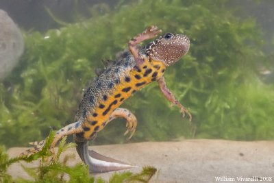 Tritone crestato (Triturus carnfex)