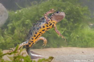 Tritone crestato   (Triturus carnfex)