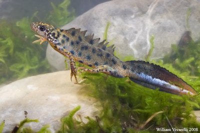 Tritone crestato   (Triturus carnfex)