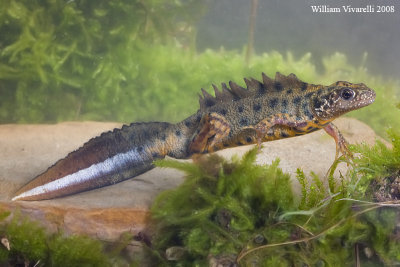 Tritone crestato Triturus carnfex