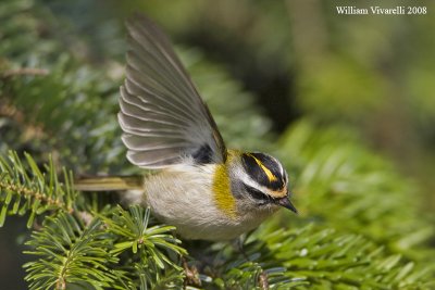 Fiorrancno (Regulus ignicapilla)