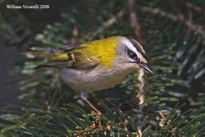 Fiorrancno (Regulus ignicapilla)