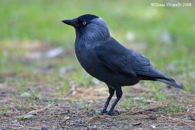 Tccola (Corvus monedula)