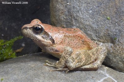 Rana italica (Rana italica)