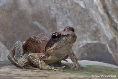 Rana italica (Rana italica)