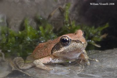 Rana italica (Rana italica)