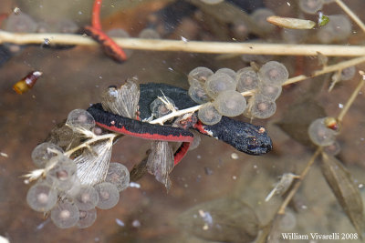 Salamandrina dagli occhiali ( Salamandrina terdigitata)