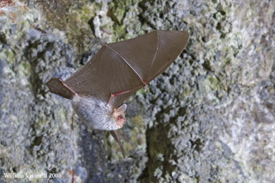 Vespertillo maggiore (Myotis miotis)