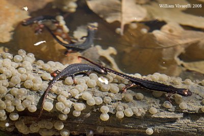 Salamandrina dagli occhiali ( Salamandrina terdigitata)