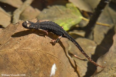 Salamandrina dagli occhiali ( Salamandrina terdigitata)