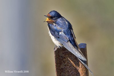 Rndine  (Hirundo rustica)  