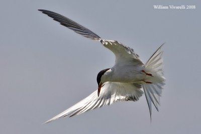 Strna comne  (Sterna hirundo)