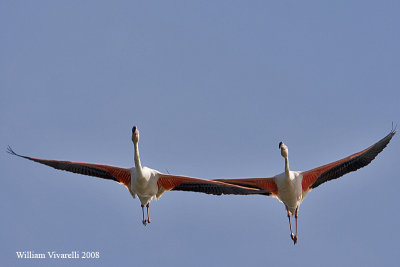  Fenicttero  (Phoenicopterus roseus)