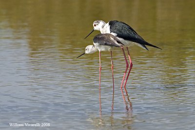 Cavalire d'Itlia  (Himantopus himantopus)