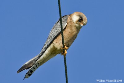   Flco cuclo  (Falco vespertinus)