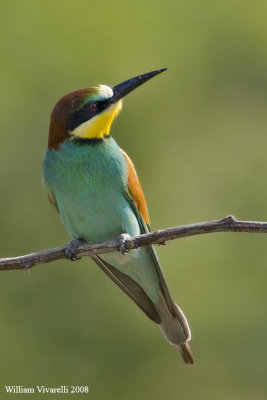 Gruccine  (Merops apiaster)  