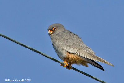 Flco cuclo (Falco vespertinus)