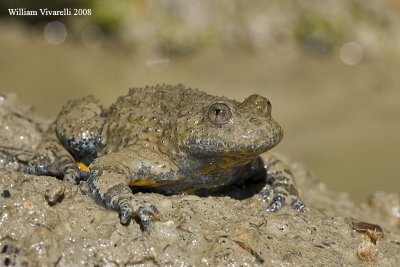 ULulone appenninico (Bombina pachypus)