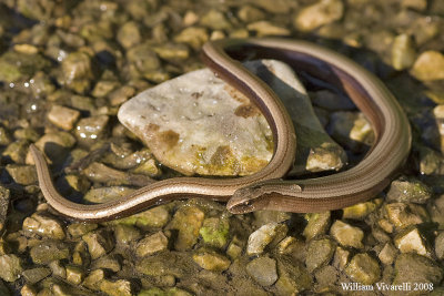 Orbettino (Anguis fragilis)