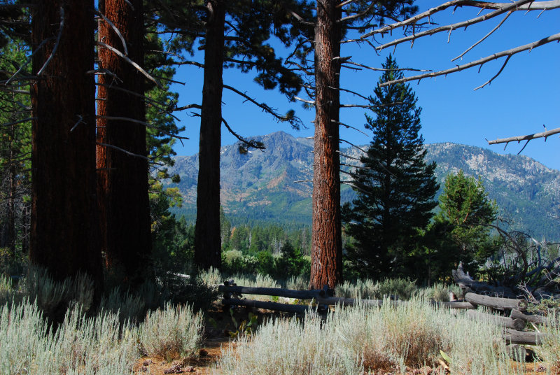 Tahoe forest.JPG