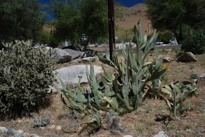 cholla.JPG
