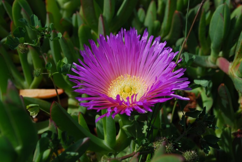 Ice Plant.JPG