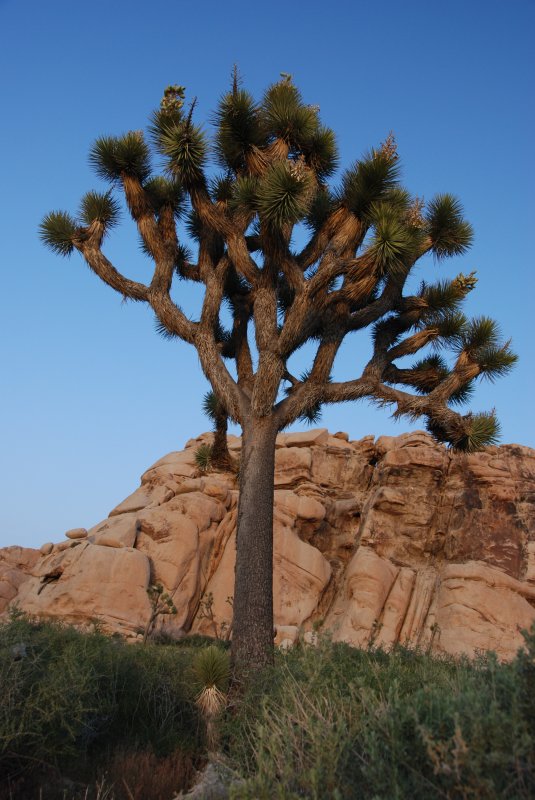 The Joshua Tree.JPG