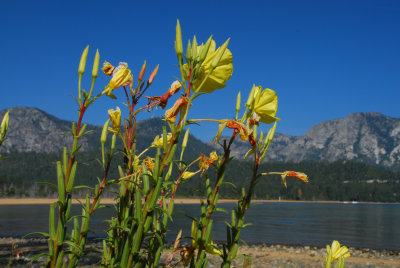 Tahoe Flora1.JPG