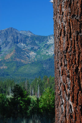 Tahoe Pine.JPG