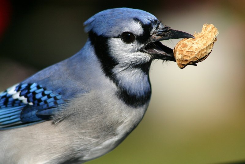 Blue Jay