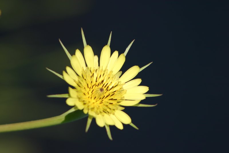 Goats Beard