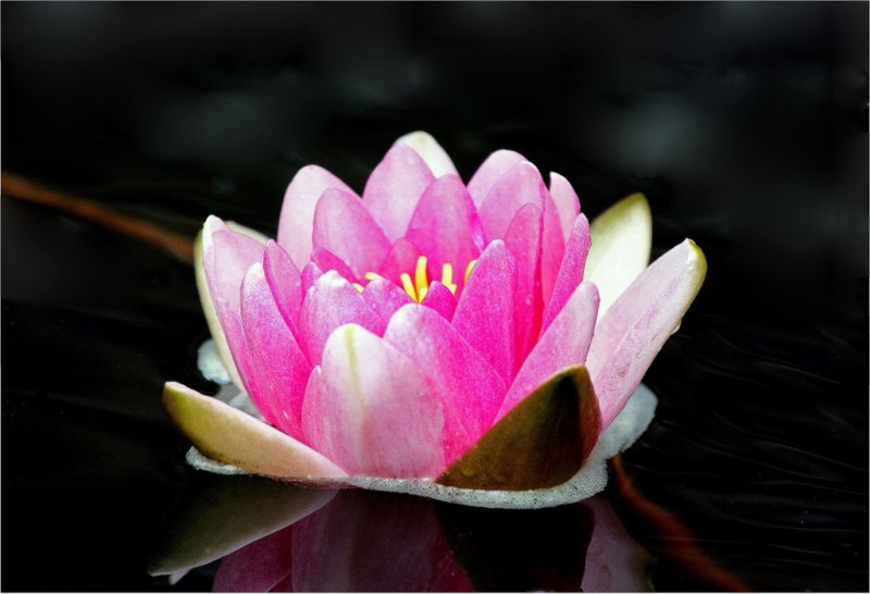 Water Lily